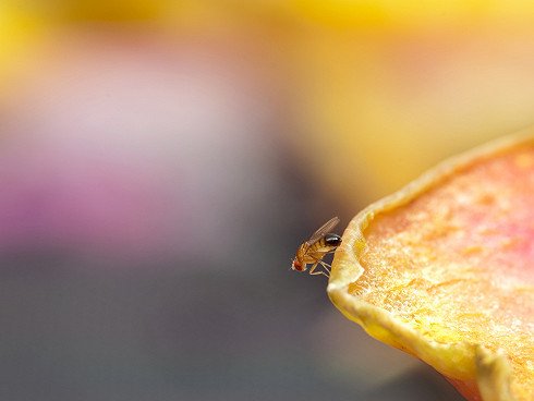 3 astuces pour venir à bout des moucherons dans la cuisine